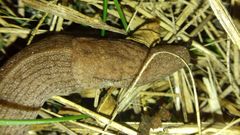 Tandonia kusceri