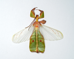 Pulchriphyllium abdulfatahi