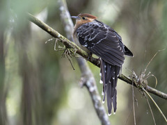 Dromococcyx pavoninus