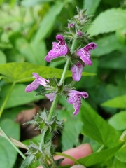 Stachys × ambigua