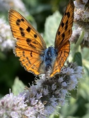 Lycaena alciphron gordius