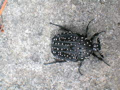 Trichostetha calciventris