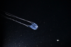 Carybdea marsupialis