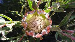 Protea burchellii