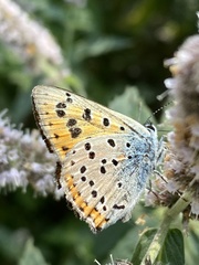 Lycaena alciphron gordius