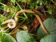 Geophilus flavus