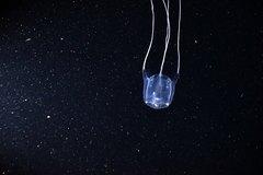 Carybdea marsupialis