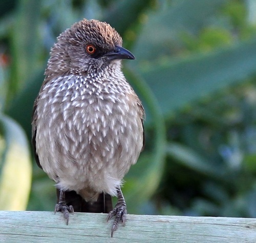 Arrow-marked Babbler