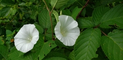 Calystegia sepium angulata