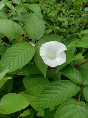 Calystegia sepium angulata