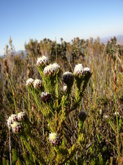 Leucadendron sorocephalodes