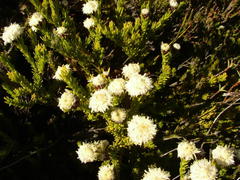 Leucadendron sorocephalodes