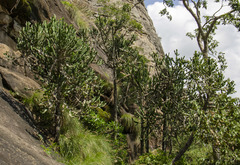 Euphorbia antiquorum