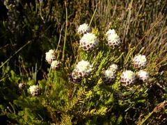Leucadendron sorocephalodes