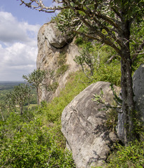 Euphorbia antiquorum