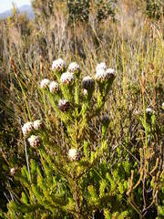 Leucadendron sorocephalodes