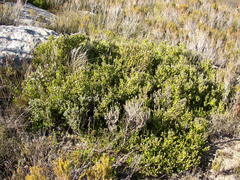 Leucadendron sorocephalodes