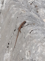 Podarcis muralis