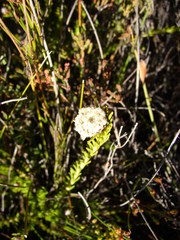 Leucadendron sorocephalodes