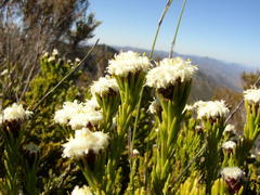 Leucadendron sorocephalodes