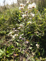 Erigeron acris acris