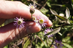Erigeron acris acris
