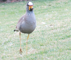 Vanellus senegallus lateralis