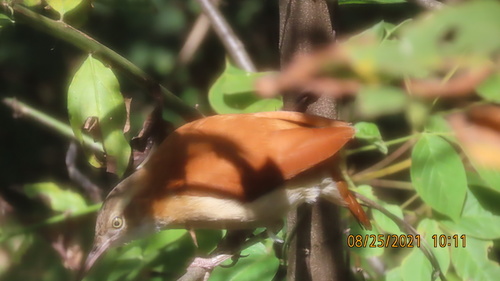 Pacific Hornero (Furnarius cinnamomeus), photo 8