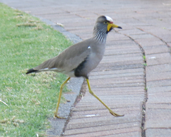 Vanellus senegallus lateralis
