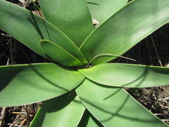 Ammocharis longifolia