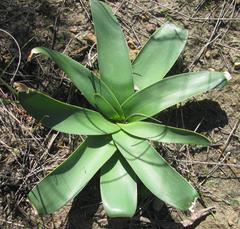 Ammocharis longifolia