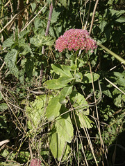 Hylotelephium maximum × spectabile