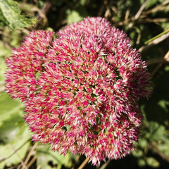 Hylotelephium maximum × spectabile