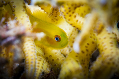 Paragobiodon xanthosoma