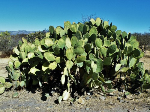 Image of Opuntia durangensis by (c) amantedarmanin, some rights reserved (CC BY)