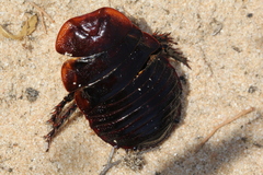 Geoscapheus dilatatus