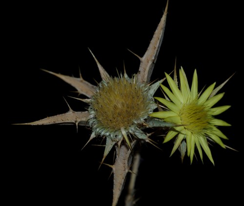 Carlina racemosa image