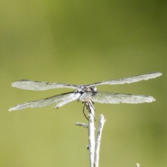 Libellula axilena