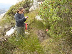 Protea aurea aurea × punctata