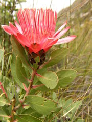 Protea aurea aurea × punctata