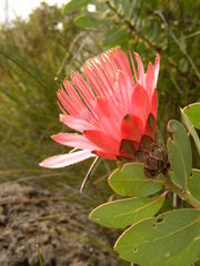 Protea aurea aurea × punctata