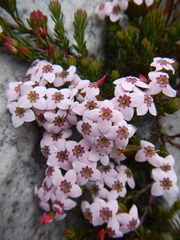 Erica fastigiata