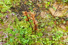 Orobanche alba