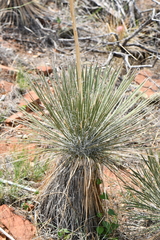 Yucca elata verdiensis