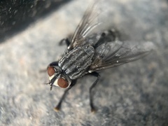 Sarcophagidae