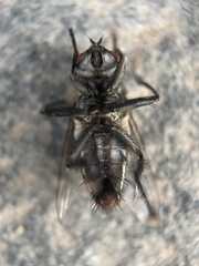 Sarcophagidae