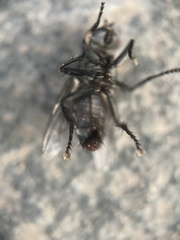 Sarcophagidae