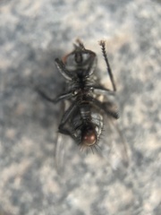 Sarcophagidae