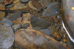 Desmognathus marmoratus