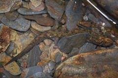 Desmognathus marmoratus